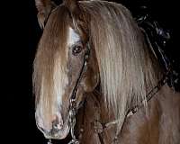 all-around-gypsy-vanner-horse