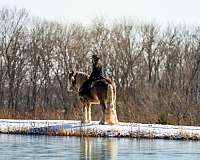 athletic-gypsy-vanner-horse