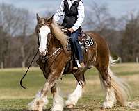 driving-gypsy-vanner-horse