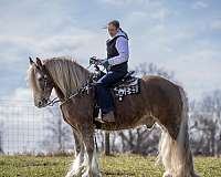 flashy-gypsy-vanner-horse