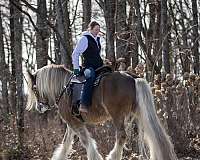 horsemanship-gypsy-vanner-horse