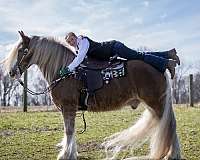 husband-safe-gypsy-vanner-horse