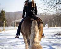 parade-gypsy-vanner-horse