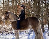 kid-safe-gypsy-vanner-horse