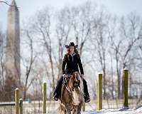 performance-gypsy-vanner-horse