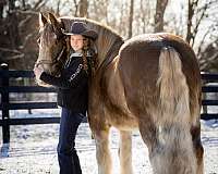 ridden-english-gypsy-vanner-horse