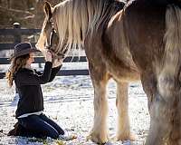 ridden-western-gypsy-vanner-horse