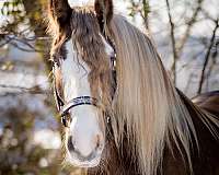 show-gypsy-vanner-horse