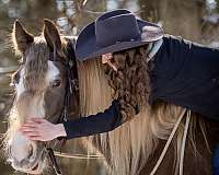 trail-gypsy-vanner-horse