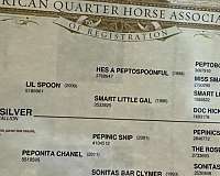 barrel-quarter-horse