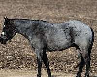 athletic-quarter-horse