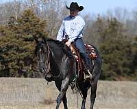 calf-roping-quarter-horse