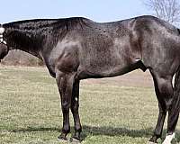 ranch-versatility-quarter-horse