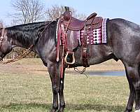 ranch-work-quarter-horse