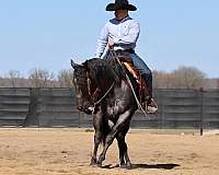 roping-quarter-horse