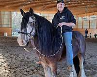 gypsy-vanner-gelding