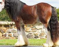 gypsy-vanner-horse