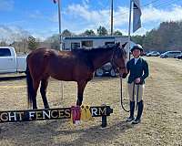 show-working-thoroughbred-horse