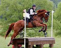 eventing-thoroughbred-horse