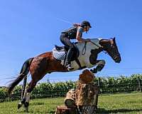 eventing-chincoteague-pony-pony