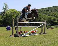 lesson-chincoteague-pony-pony