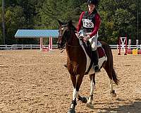 trail-chincoteague-pony-pony