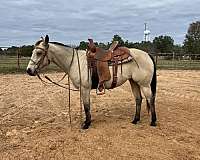 buckskin-quarter-horse