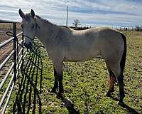 mare-quarter-horse