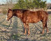 ranch-quarter-horse