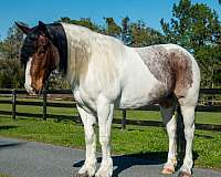 flashy-gypsy-vanner-horse