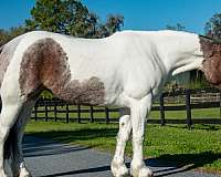 husband-safe-gypsy-vanner-horse