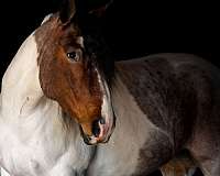 jumping-gypsy-vanner-horse