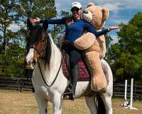 lesson-gypsy-vanner-horse