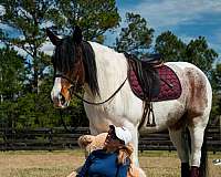 parade-gypsy-vanner-horse