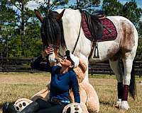 performance-gypsy-vanner-horse