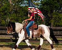 ridden-english-gypsy-vanner-horse