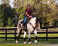 ridden-western-gypsy-vanner-horse