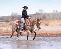 barrel-racing-quarter-pony