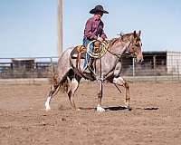 calf-roping-quarter-pony