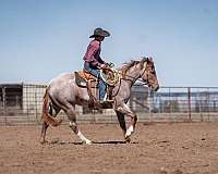 ranch-versatility-quarter-pony