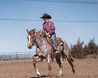 ranch-work-quarter-pony