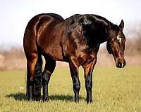 athletic-quarter-horse