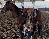 ranch-work-quarter-horse