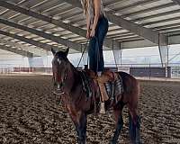 roping-quarter-horse