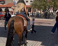 western-riding-quarter-horse