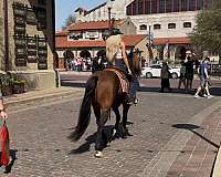 working-cattle-quarter-horse