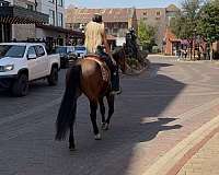 bay-quarter-horse-gelding