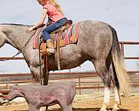 calf-roping-quarter-horse