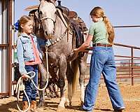 ranch-work-quarter-horse