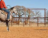 ridden-western-quarter-horse